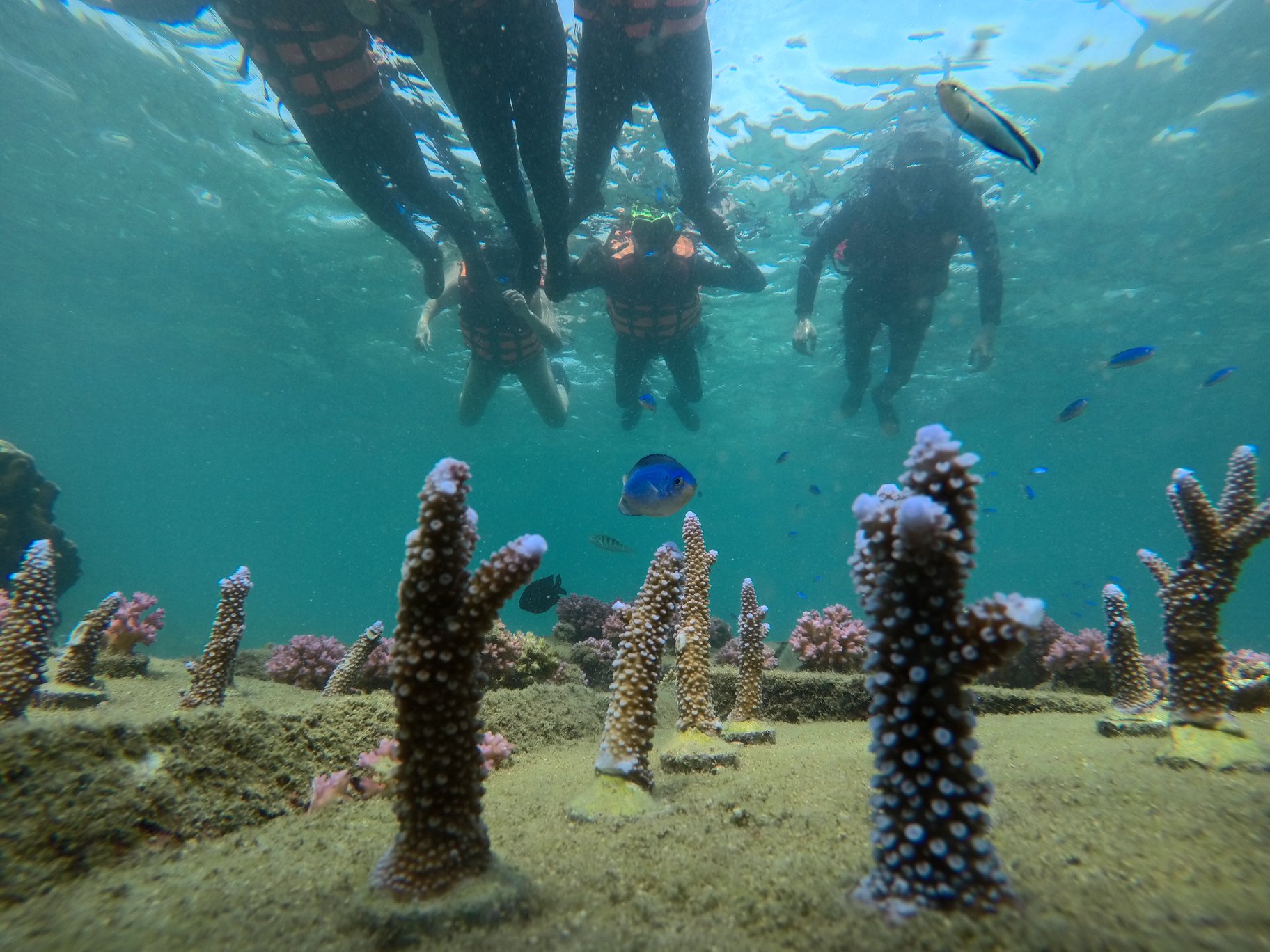 澎湖旅遊-專業浮潛